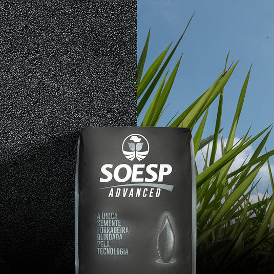 Semente Mombaça Panicum - SOESP