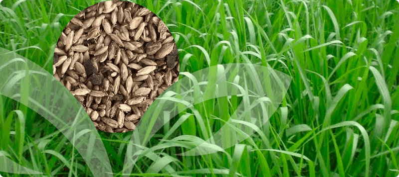 Carregue imagem no visualizador da galeriaSemente Tamani Panicum - Santa Fé
