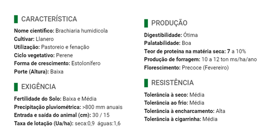 Semente Marandú (Brachiarão) - Santa Fé