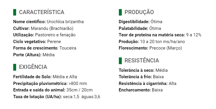 Carregue imagem no visualizador da galeriaSemente Marandú (Brachiarão) - Santa Fé
