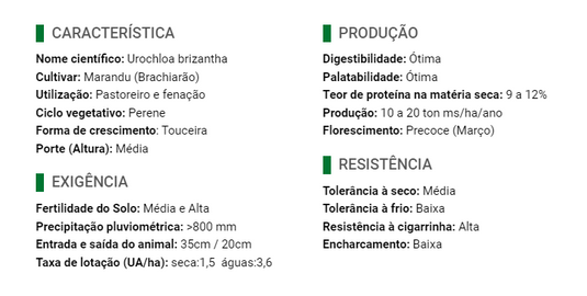 Semente Marandú (Brachiarão) - Santa Fé