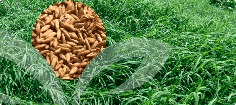 Carregue imagem no visualizador da galeriaSemente Massai Panicum - Santa Fé
