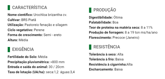 Semente Piatã Braquiara - Santa Fé