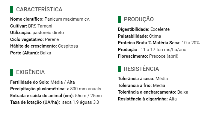 Carregue imagem no visualizador da galeriaSemente Tamani Panicum - Santa Fé

