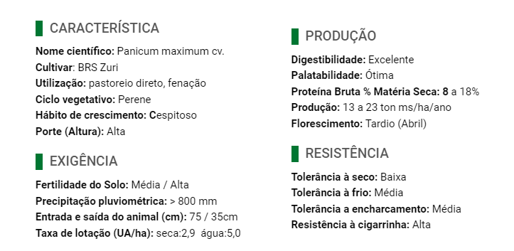 Carregue imagem no visualizador da galeriaSemente Zuri Panicum - Santa Fé
